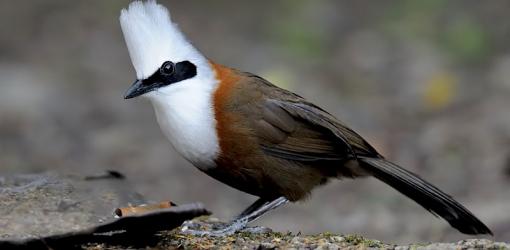 Laughing Thrush Bird