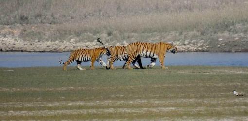 Tiger at Bardia Tiger at Bardia