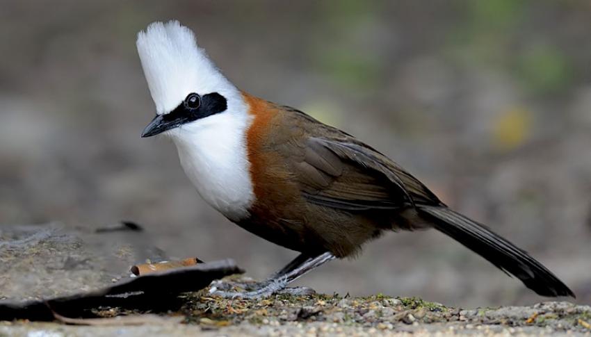 Laughing Thrush Bird