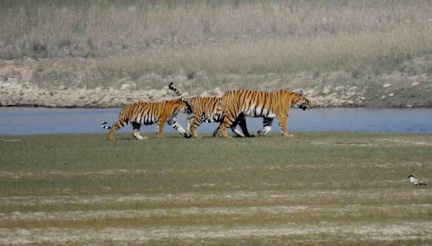 Tiger at Bardia